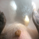 Illustration for article titled Outstanding images of animals inside the womb